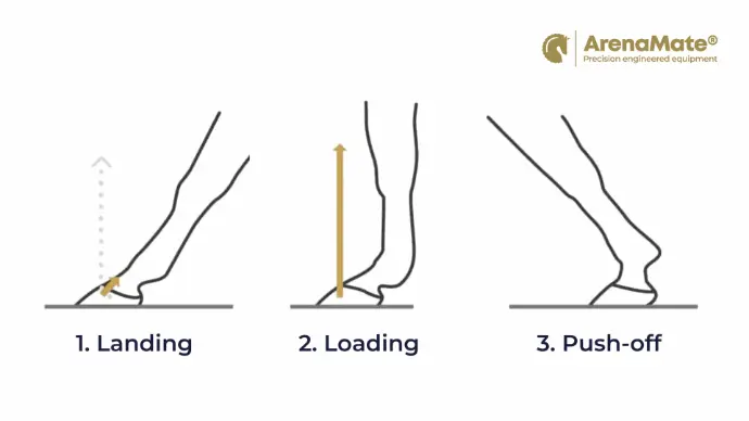 Infographic showing the 3 stages of footfall in horses Infographic showing the 3 stages of footfall in horses